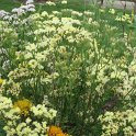 Limonium sinuatum 'Forever Moonlight'